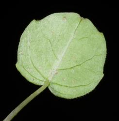 Image: P.B. Heenan © Landcare Research 2014 